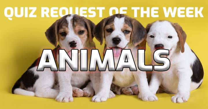 Banner for The animal quiz is this week's requested topic.