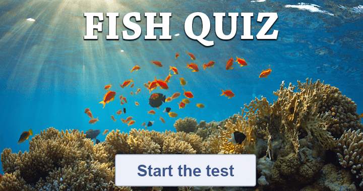 Banner for 'The Quiz about Fish!'