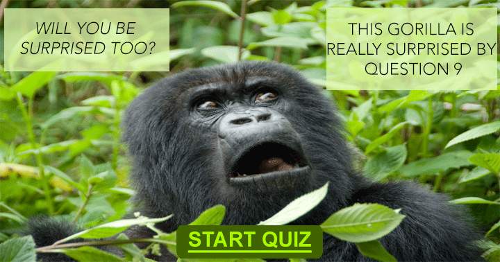 Banner for Quiz about animals.