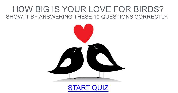 Banner for Quiz about Birds