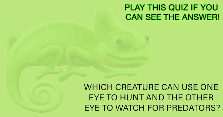 Banner for Creature Trivia